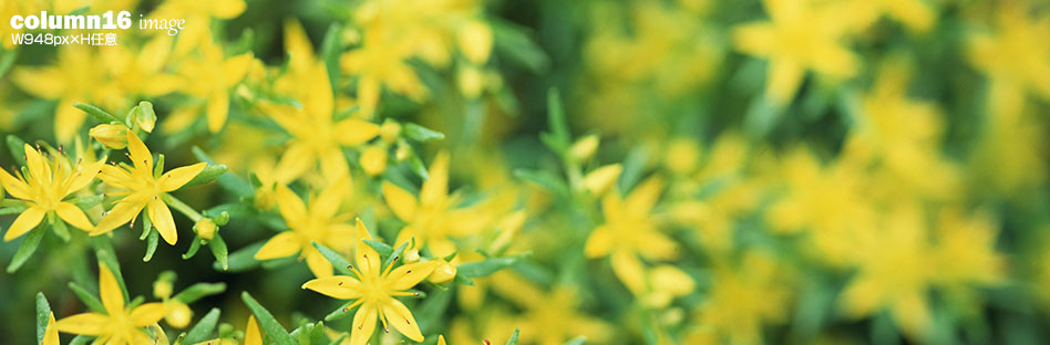 776pxの画像を配置